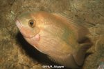 Hypselecara temporalis